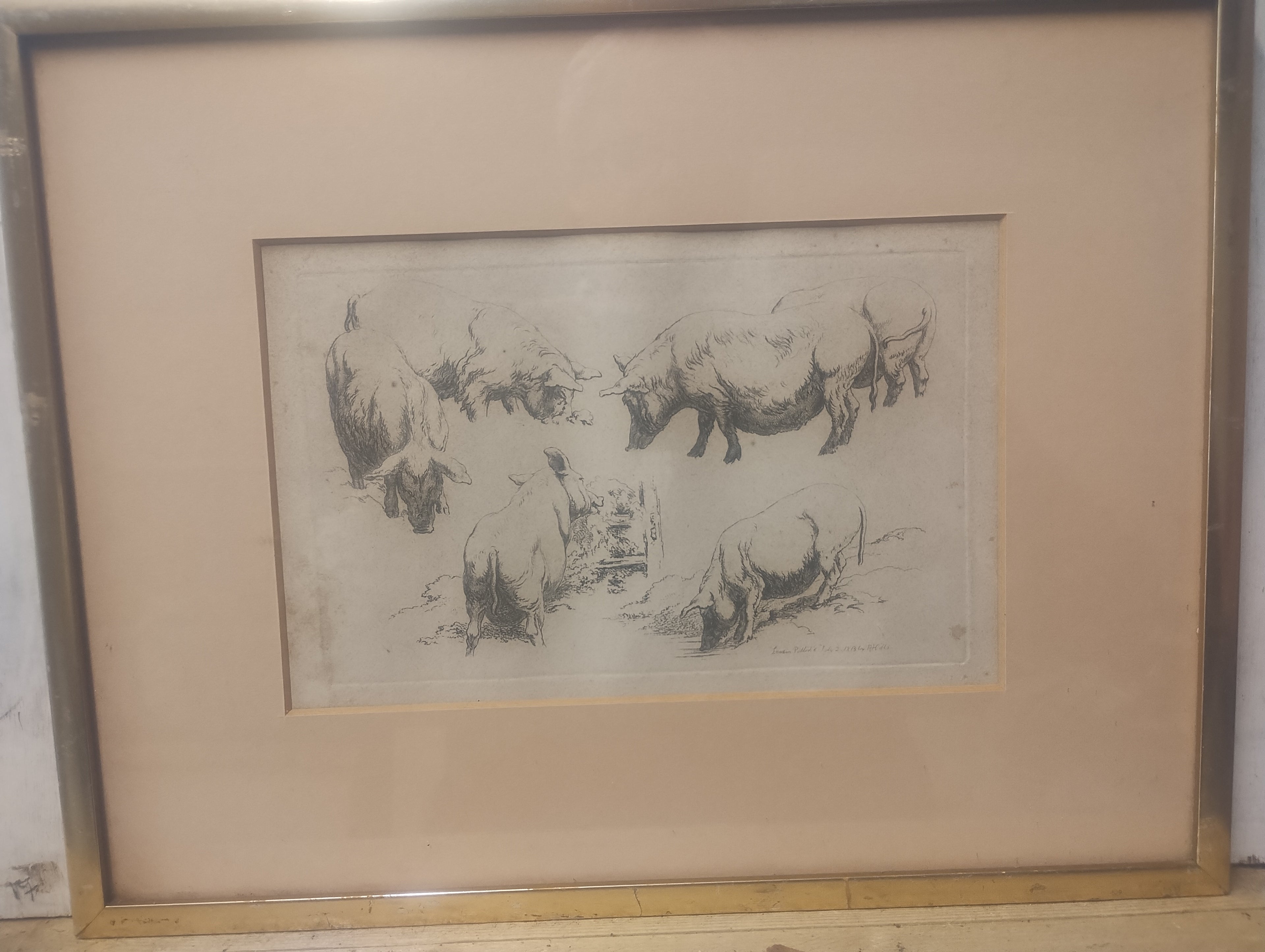 Etching of pigs by Robert Hills