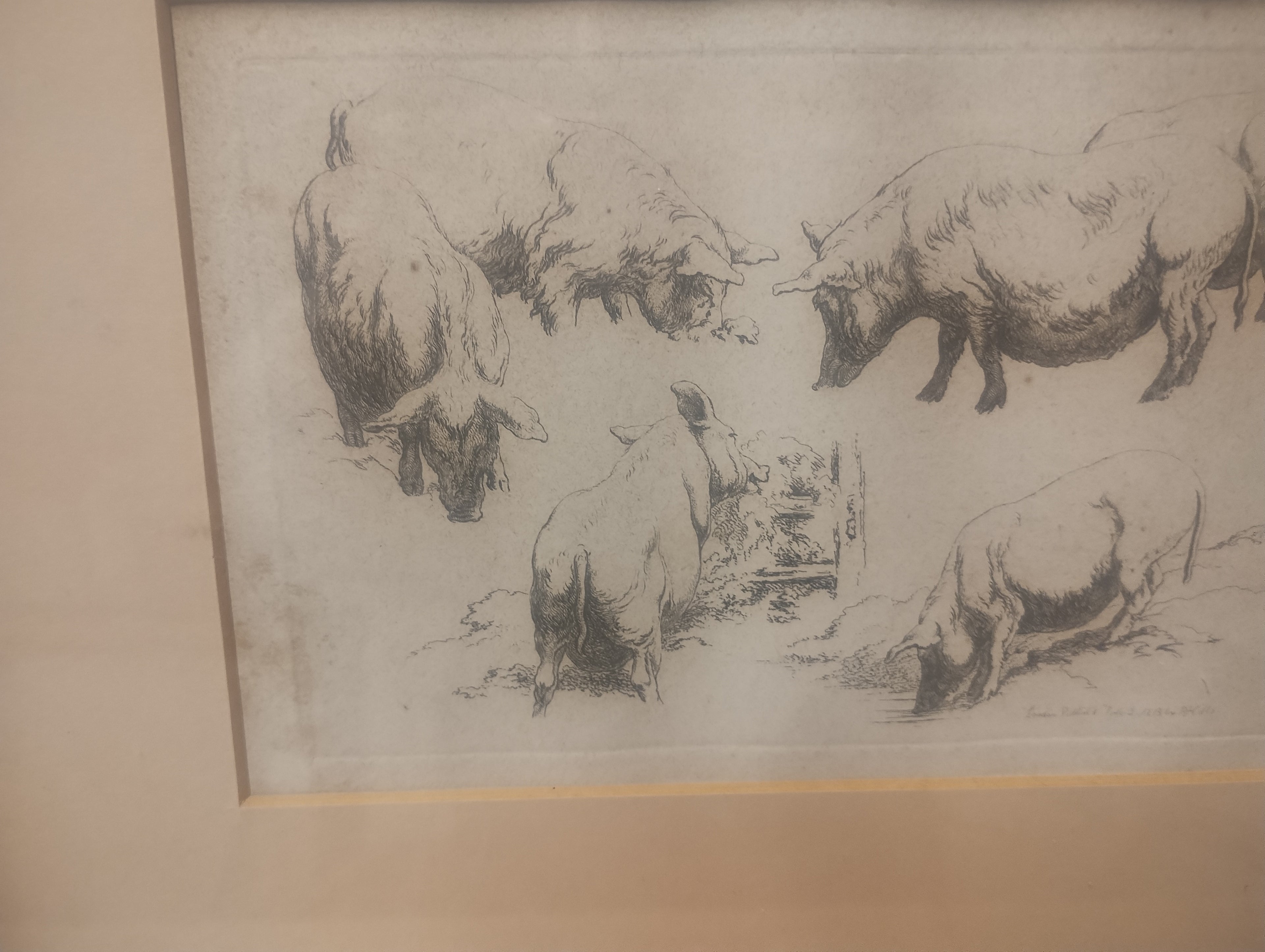 Etching of pigs by Robert Hills