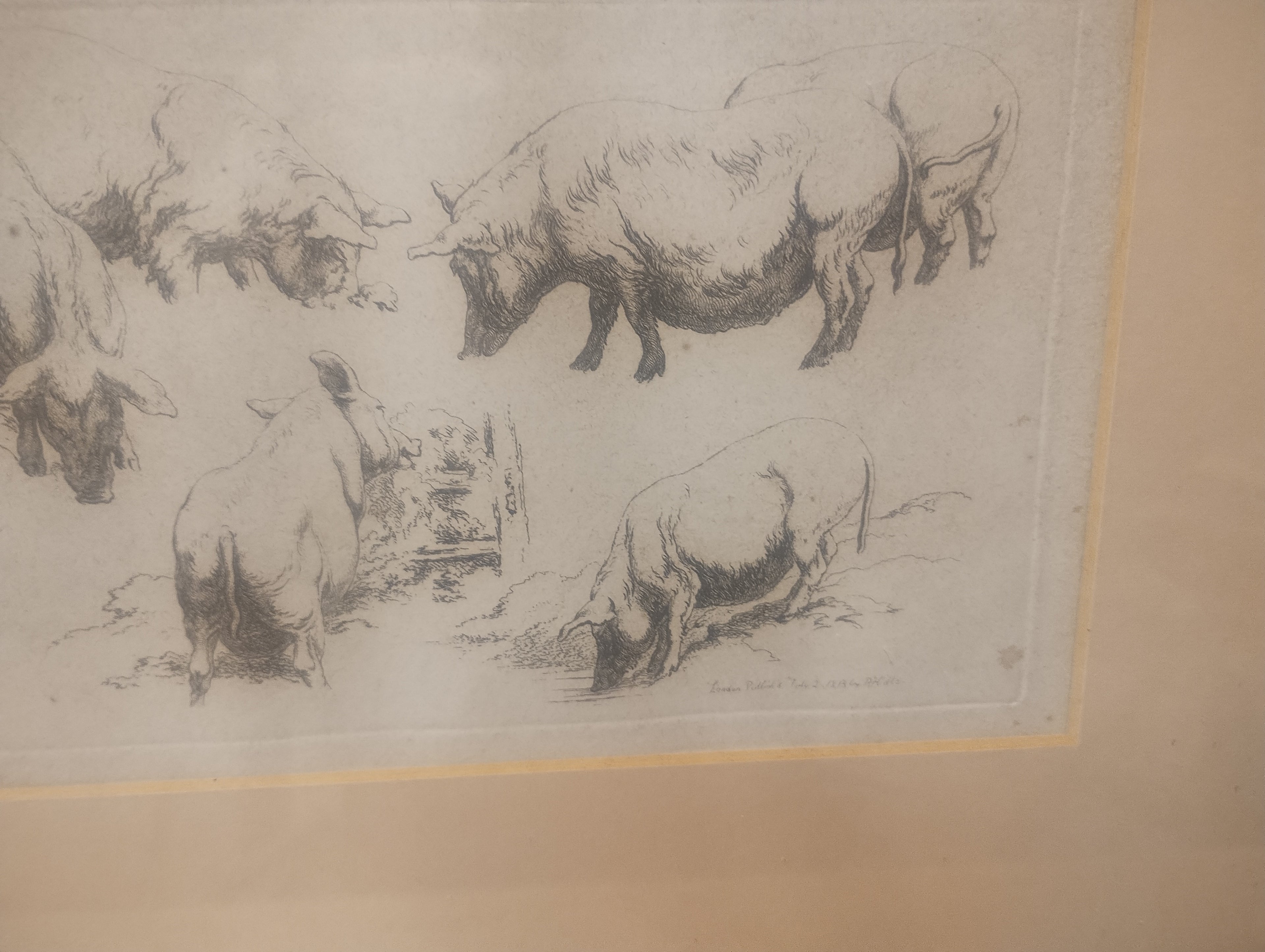 Etching of pigs by Robert Hills