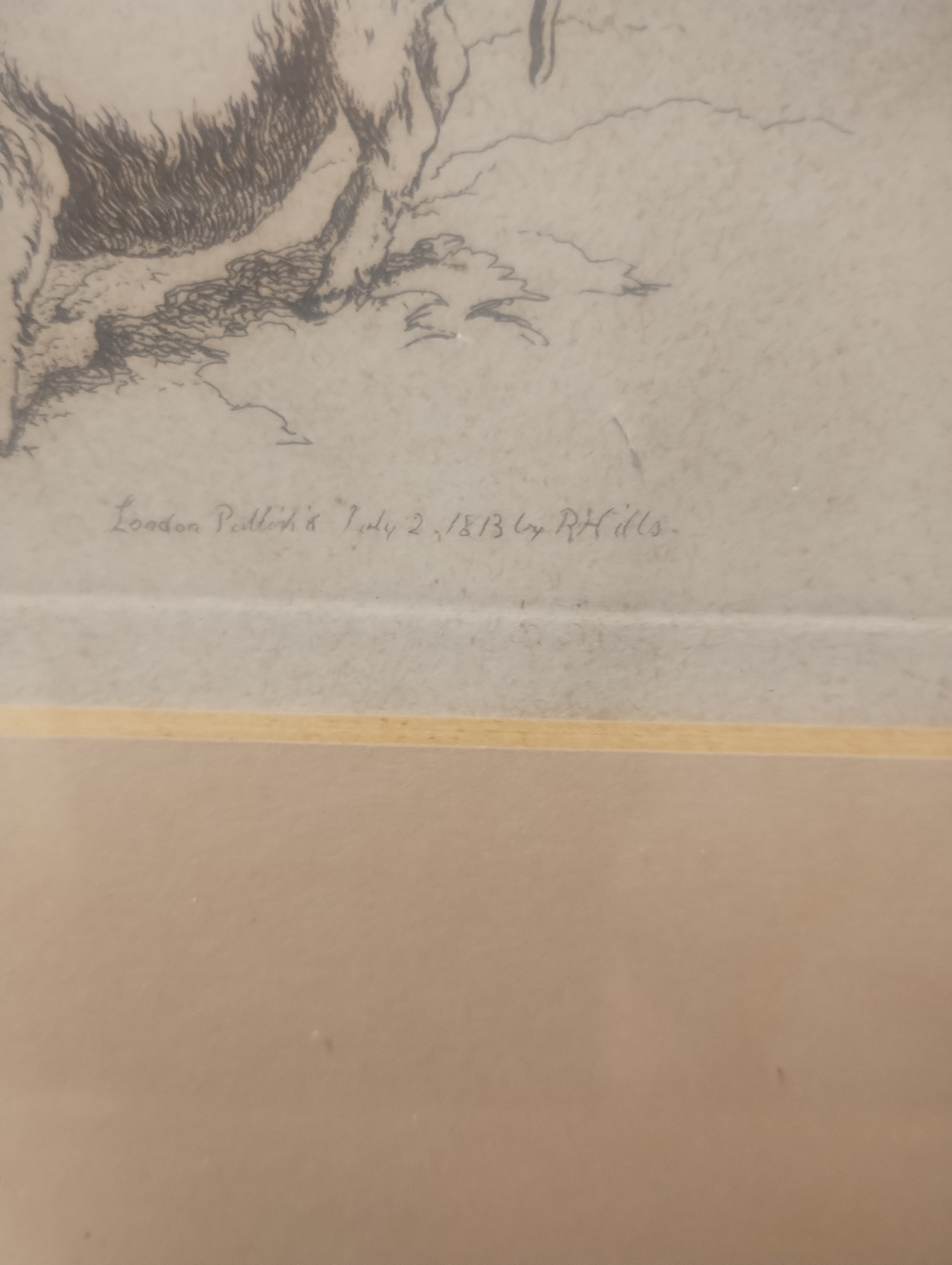 Etching of pigs by Robert Hills